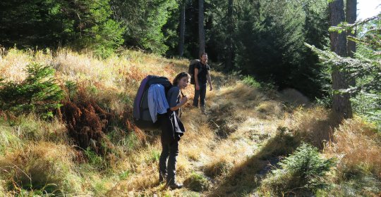 Da hat ein Meister zur Farbe gegriffen: Aufstieg durch Lärchenwälder,